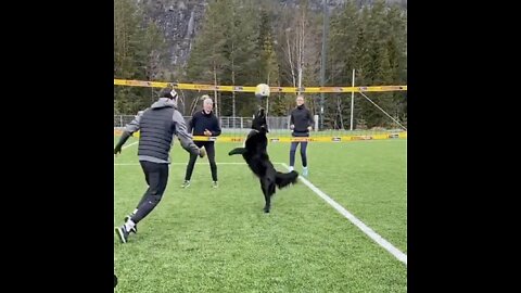 dogs also can play volleyball like humans. so funny