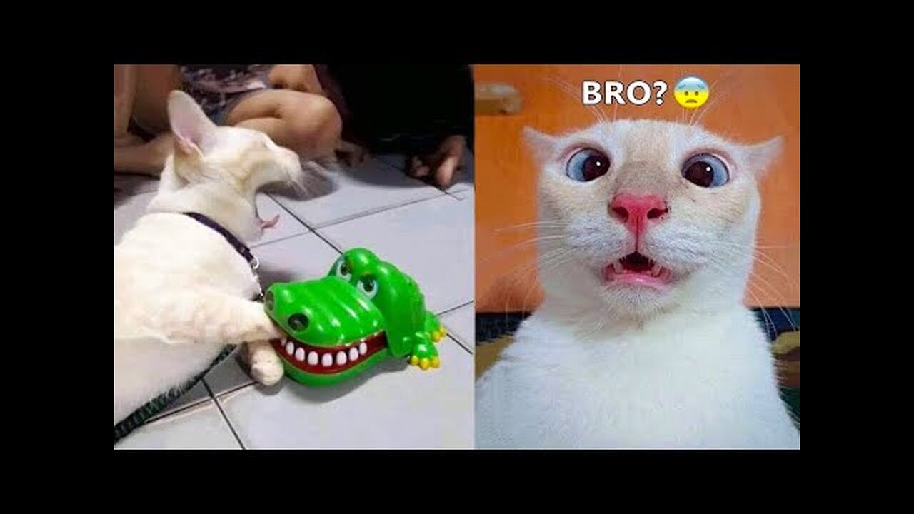 Best Funny Animal Videos Of The 2023 🤣 - Funniest Cats And Dogs Videos 😺😍😂🐶 Funny cat & dog videos 😍