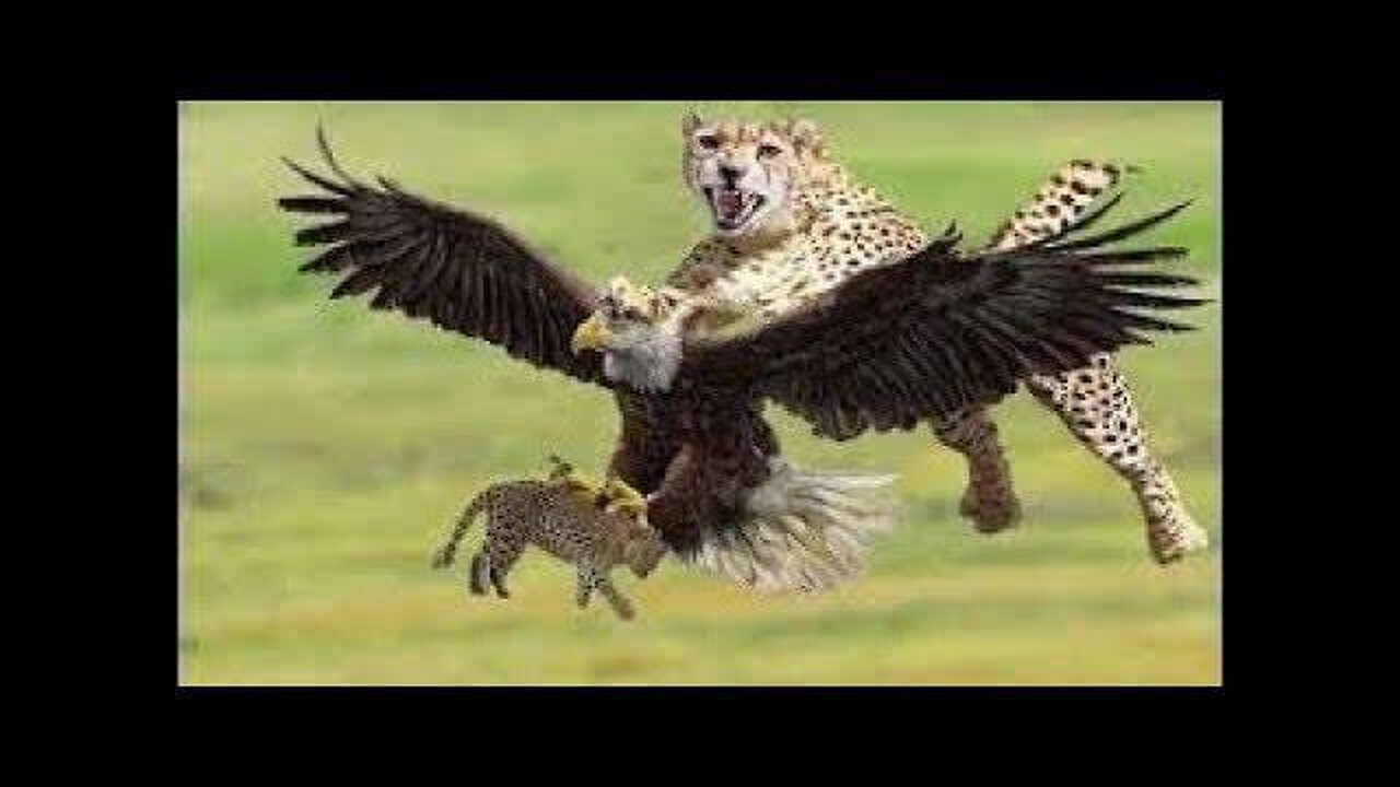 Wild Animals Ultimate Fights | Eagle vs Leopard | Let's Explore the Animal Planet Anfmal