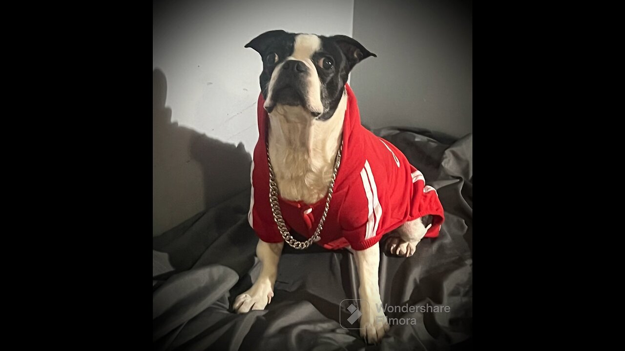 ADIDAS DOG clothes modeling