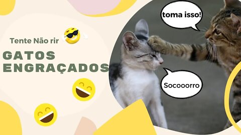[Tente Não Rir] Gatos Engraçados - 2021