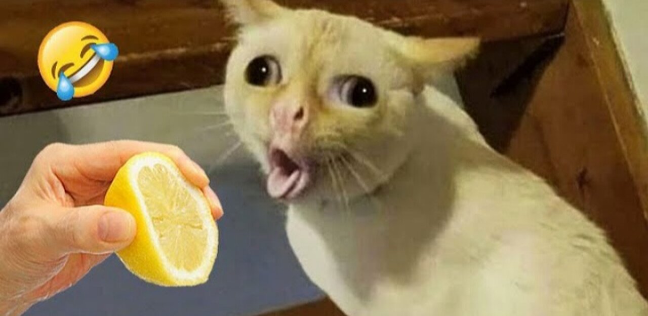 funniest dog and cats videos 2024