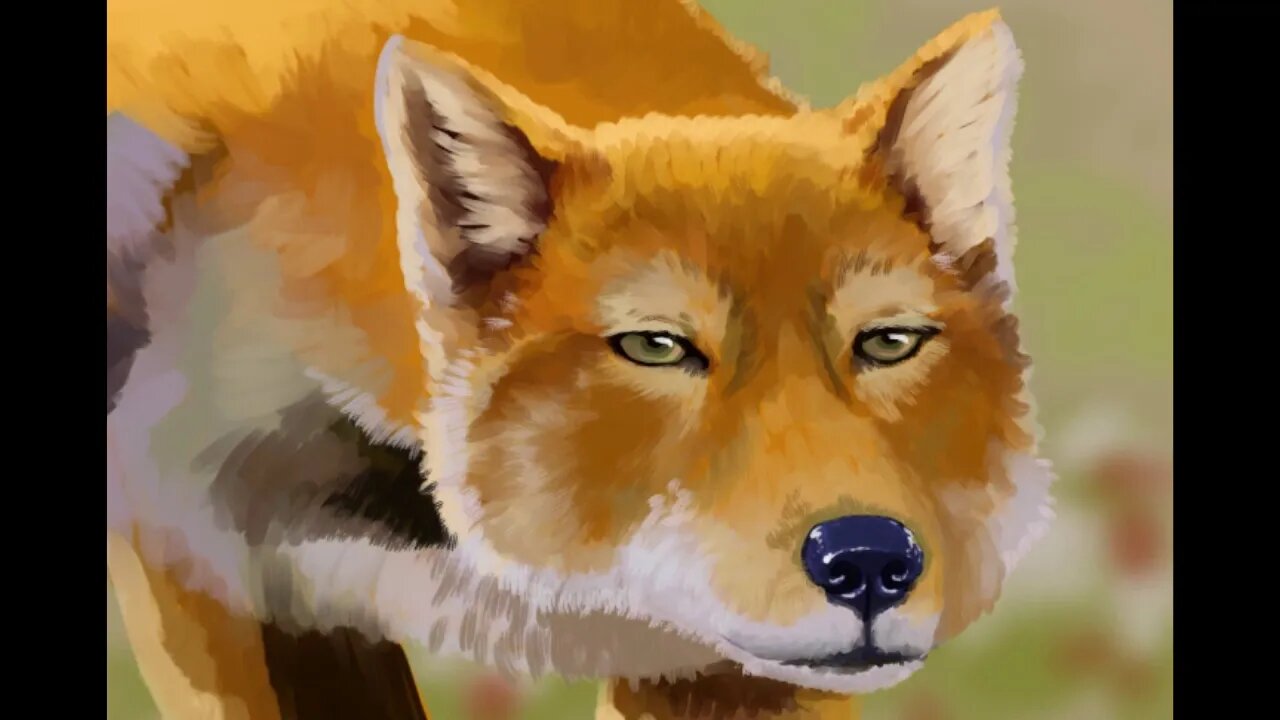 Tibetan Fox Speedpaint Timeplase