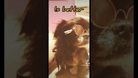 🐶