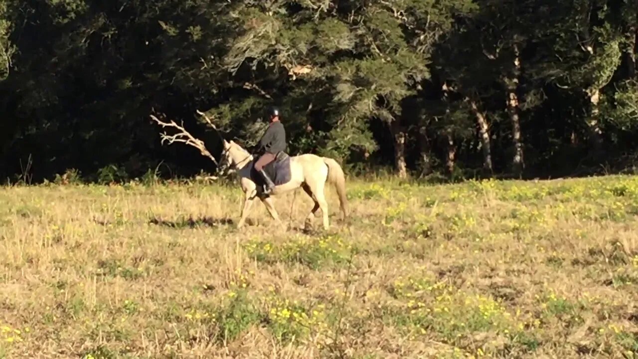 Being ridden in a bit so sharp it has scarred her face 14/07/2019