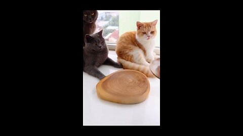 Funny cat video 😂😂☺️☺️