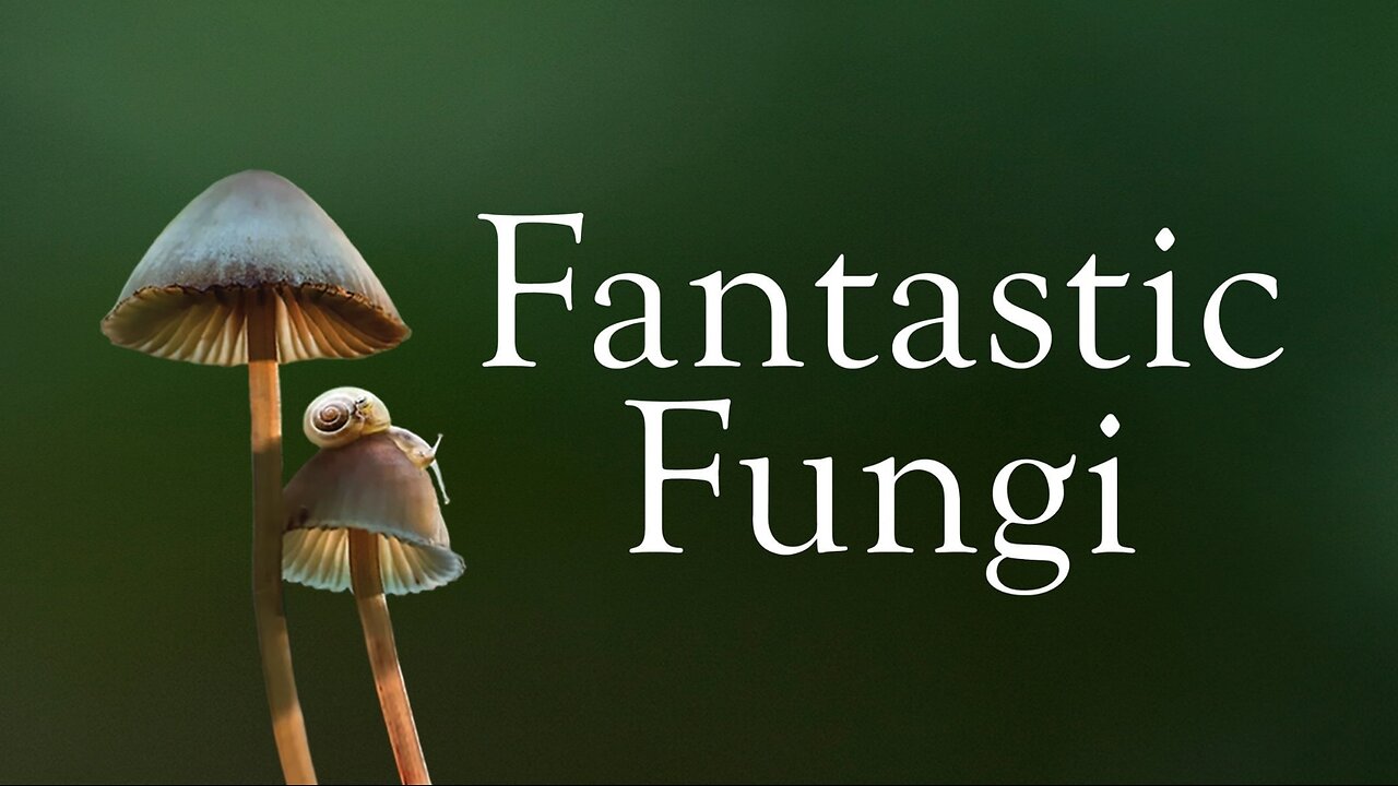 Fantastic Fungi (2019) - Documentary