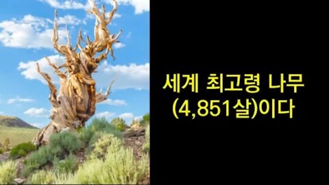 ★강인한 생명력의 근원은 시련과 연단. 고목나무도. 대한민국도. [태평] 200116 목 [태극기 마인드] 김일선 교수
