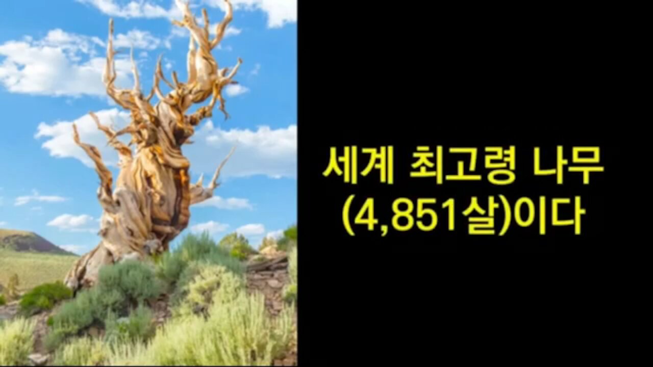 ★강인한 생명력의 근원은 시련과 연단. 고목나무도. 대한민국도. [태평] 200116 목 [태극기 마인드] 김일선 교수