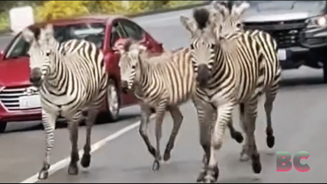 Police and public capture runaway zebras in Washington state, but one is still missing