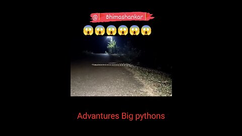 Advantures A Big pythons