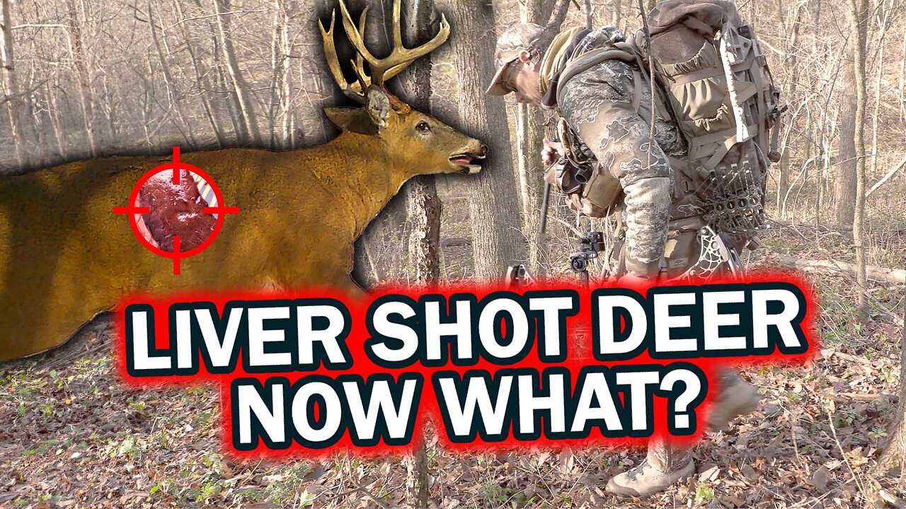 Liver Shot Deer Now What?