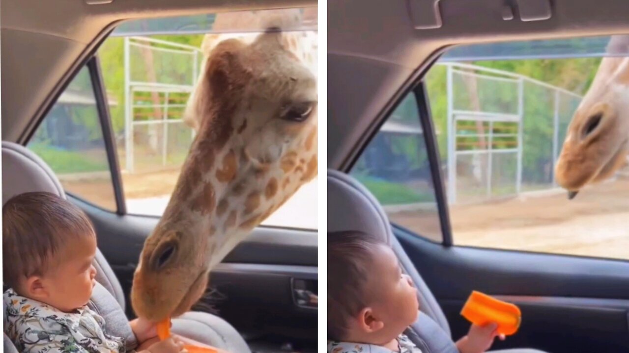 Giraffe snatching food from baby in a car