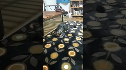 Cat on a carpet for the first time