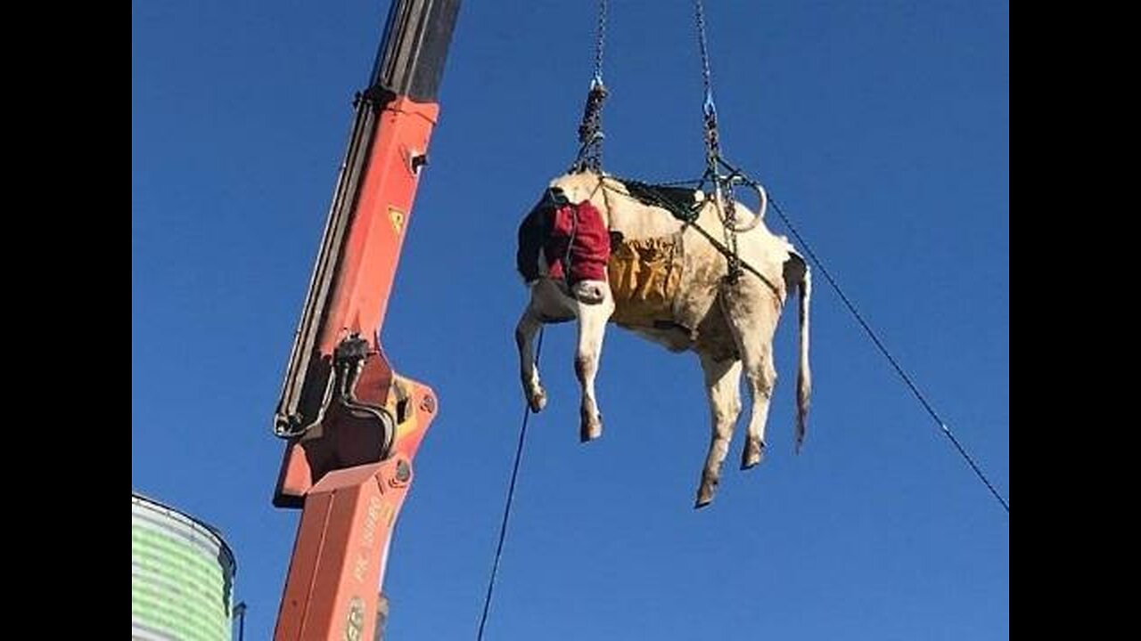 Cow lifted with crane from 3rd Floor | Karachi | Eid-ul-adha | Pakistan