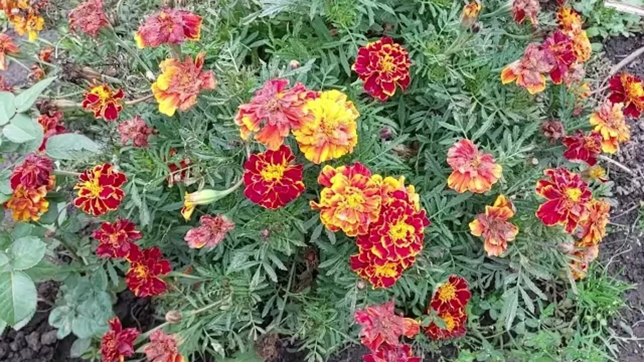 Что же я натворила...