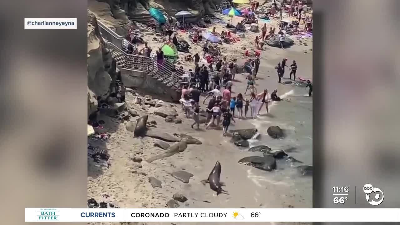 Sea lions put scare into La Jolla Cove visitors