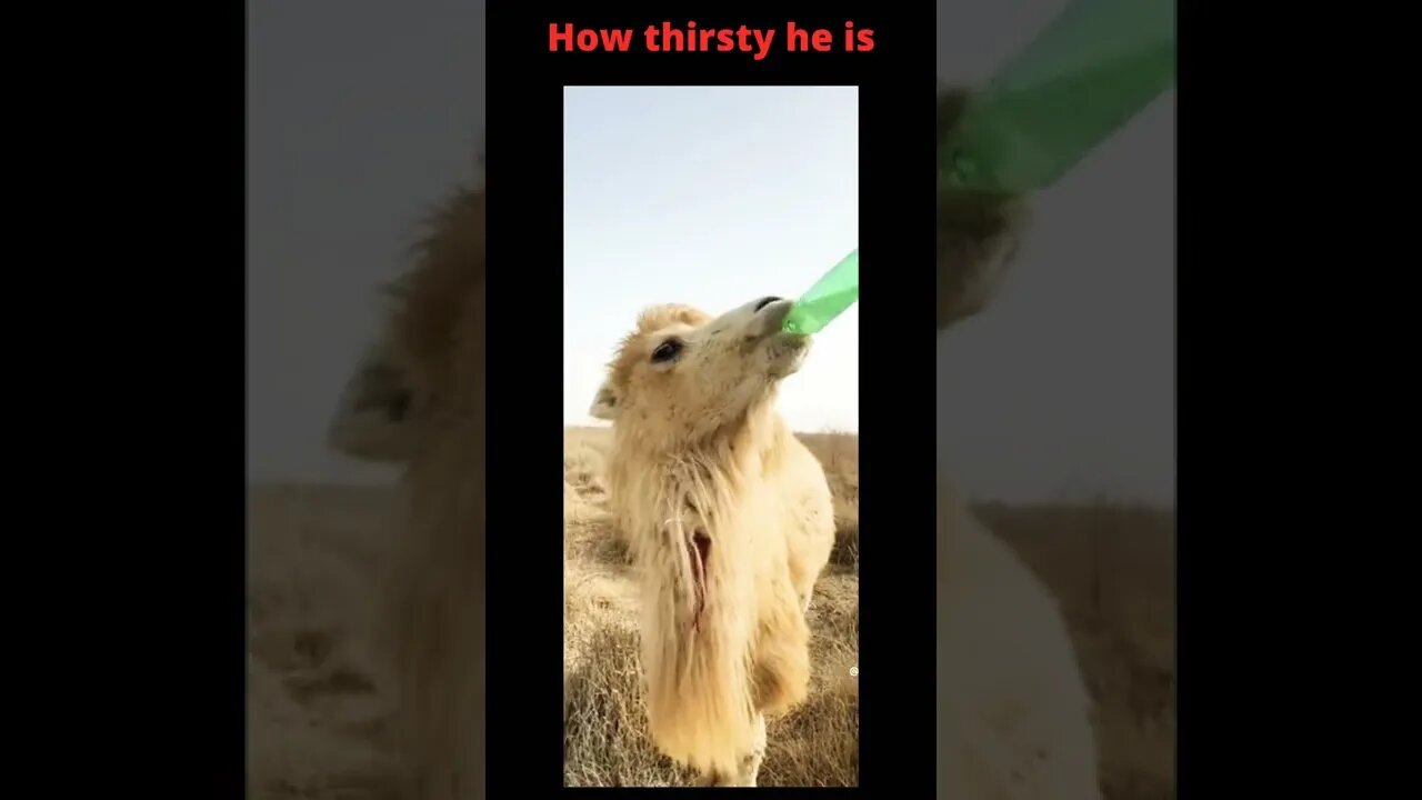 Desert boy so thirsty