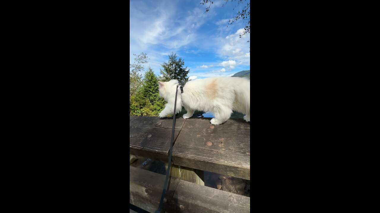 Brave Cat Walking Over a Bridge