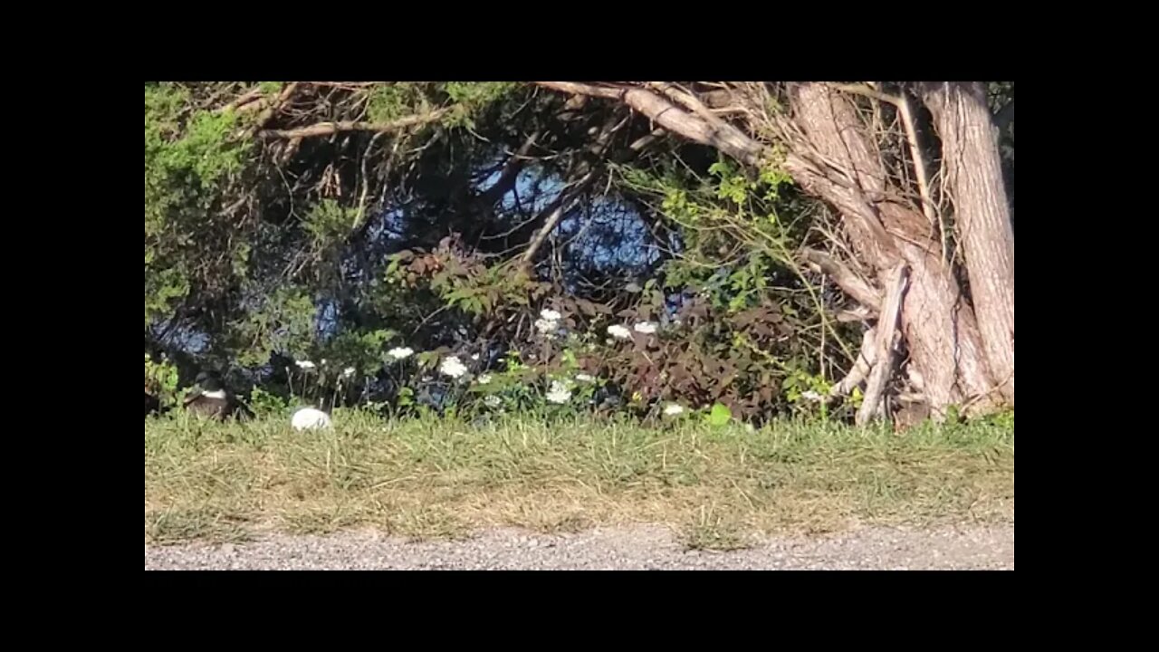 DEDICATED TO MONGOOSE 1980