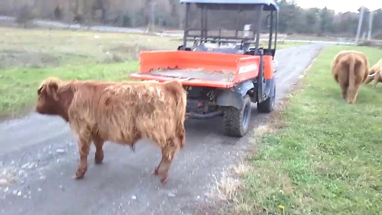 Hybrid, Highland & Galloway Cattle move from Lower to Driveway Pasture & Forgot to Close Road Gate!