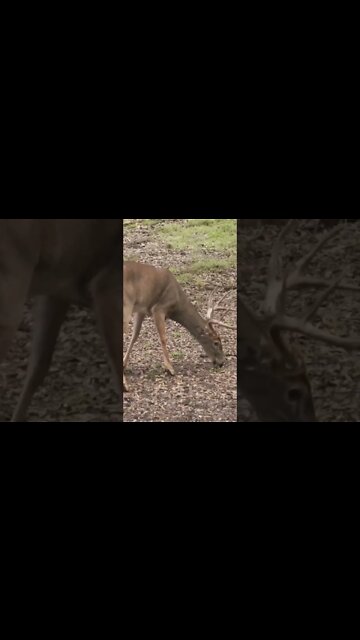 3 animals in 1 day, the Florida Trifecta #shorts #deerhunting #deer