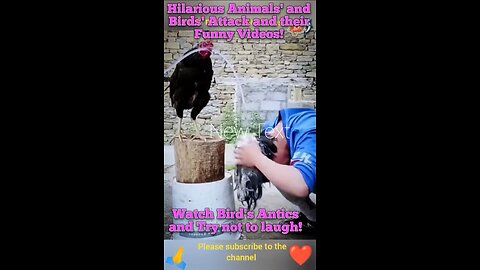 Hilarious Animals' and Birds' Attack and their Funny Videos!