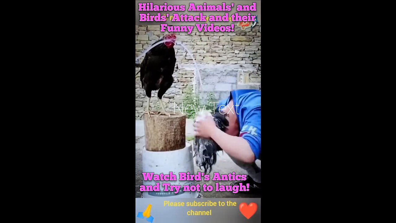 Hilarious Animals' and Birds' Attack and their Funny Videos!