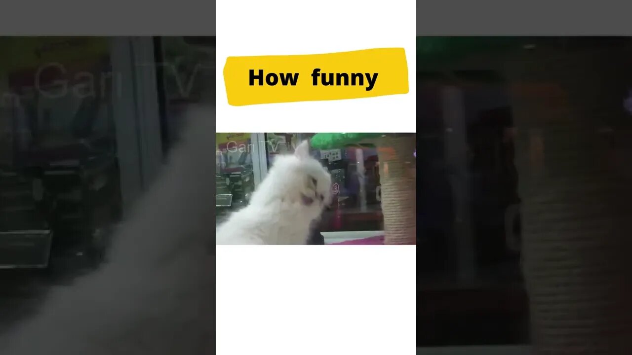 😄😄How funny cat videos 2022 | Best animal videos