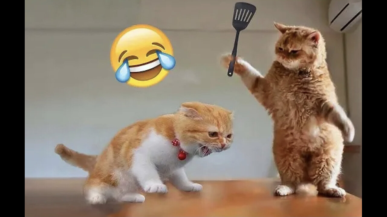 Funniest animal videos 😂#1