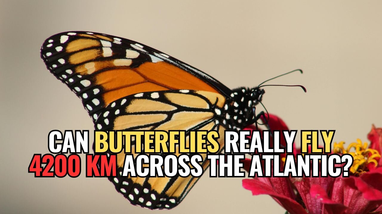 Can Butterflies Really Fly 4200 km Across the Atlantic?