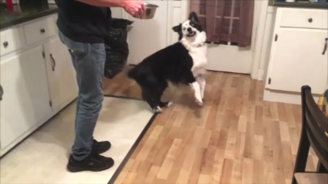 Hungry dog demands dinner with epic dance moves