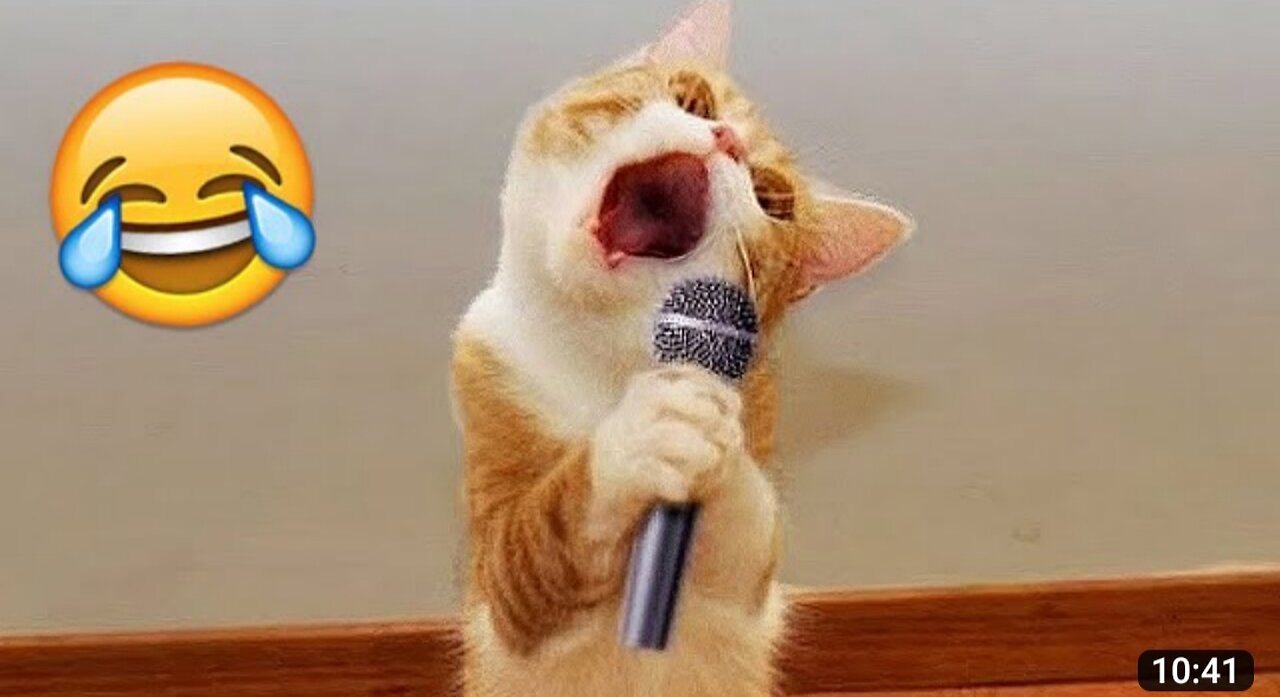 Funny cat singing video😆