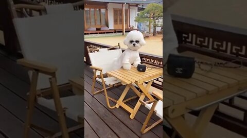 cachorro de Paris 😂😂