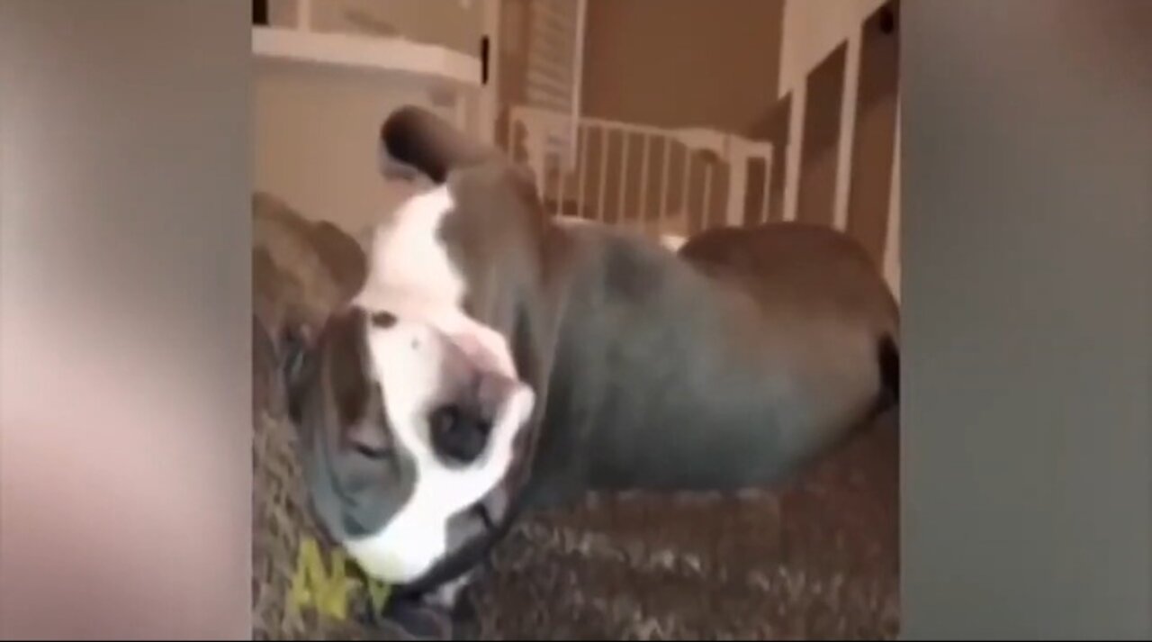 Funny And Comic Animal Videos 2020