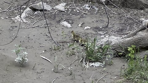 These cute little guys were in hiding under that tree