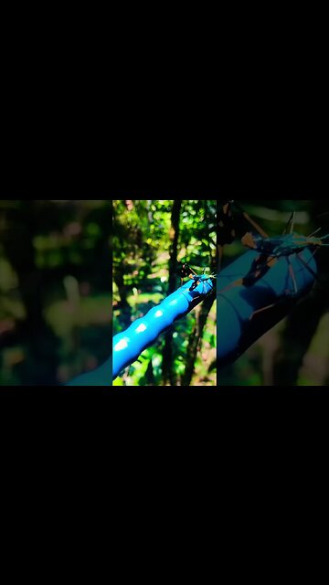 Strange Insect, Amazon Rainforest #shorts
