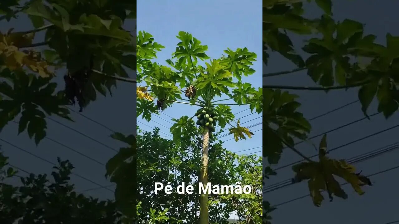 Pé de Mamão no Quintal.