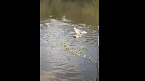 Dog gets eaten by Alligator While swimming in Brazil River 😢