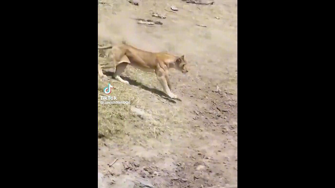 Lion hunting Zeebra