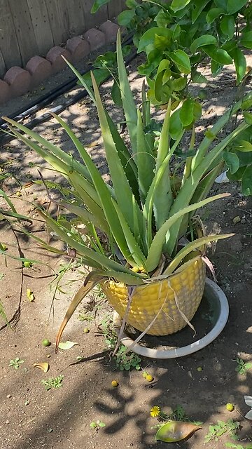 Lovely Aloe Vera Plant