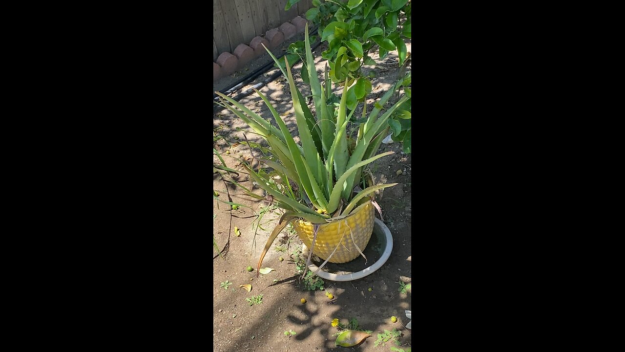 Lovely Aloe Vera Plant