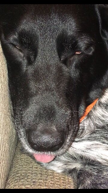 Dog sleeping with tongue sticking out