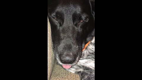 Dog sleeping with tongue sticking out