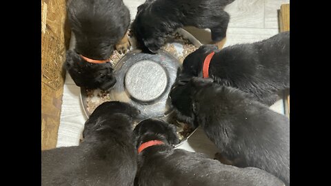 Rottweiler Pups 🐶 Raw Kibbles Mix Feeding DUR KENNEL