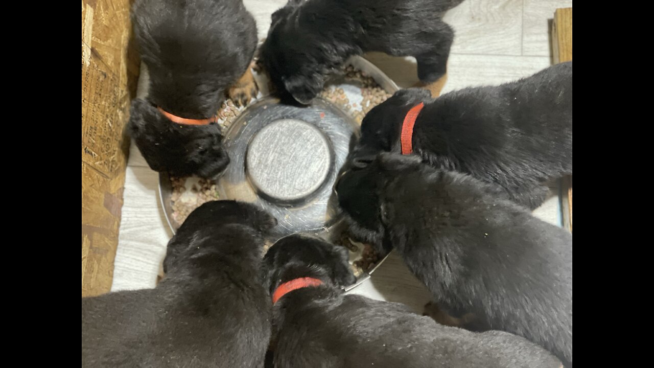 Rottweiler Pups 🐶 Raw Kibbles Mix Feeding DUR KENNEL