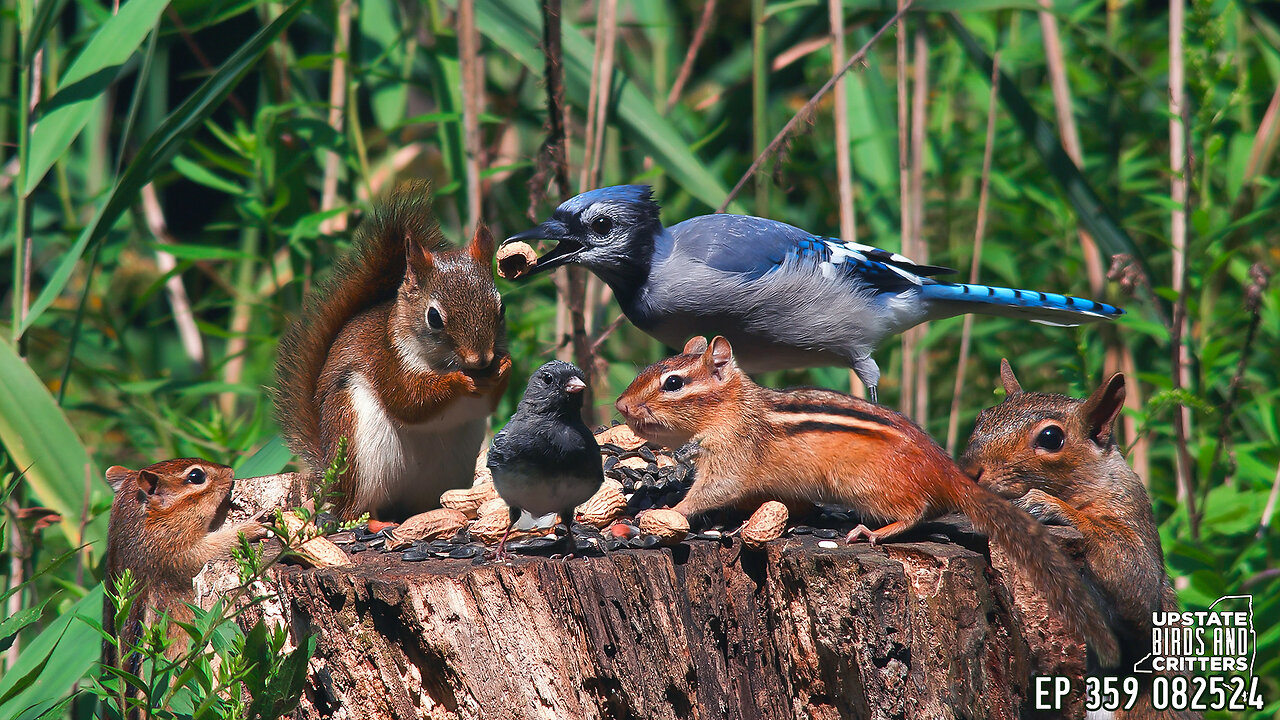 Upstate Birds And Critters: Ep 359 — 082524 Cat TV Dog TV