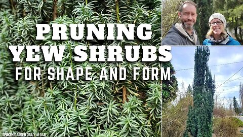 ✂ Pruning Yew Shrubs | Yew Pruning - SGD 348 ✂