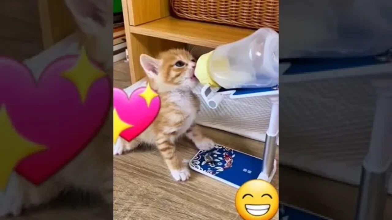 Cute cat