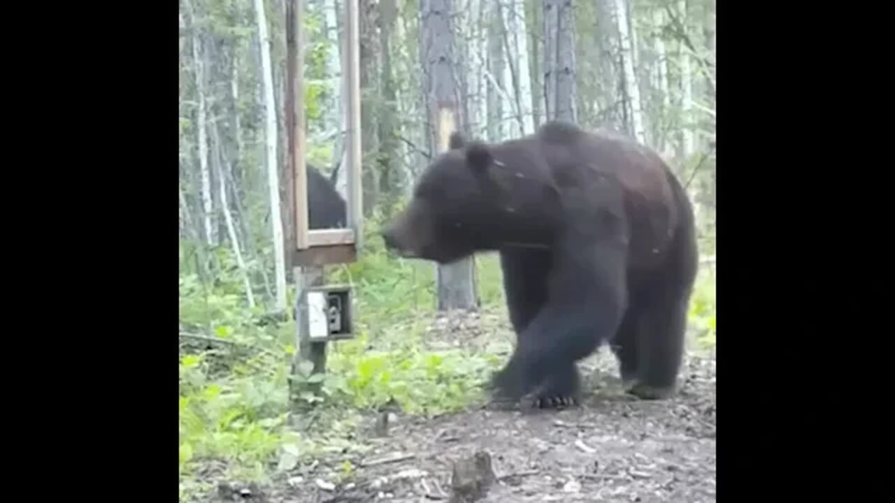 The bear saw his reflection and was a little scared 🤣🤣🤣
